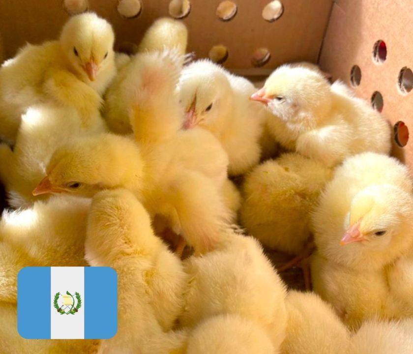 pollos de engorde