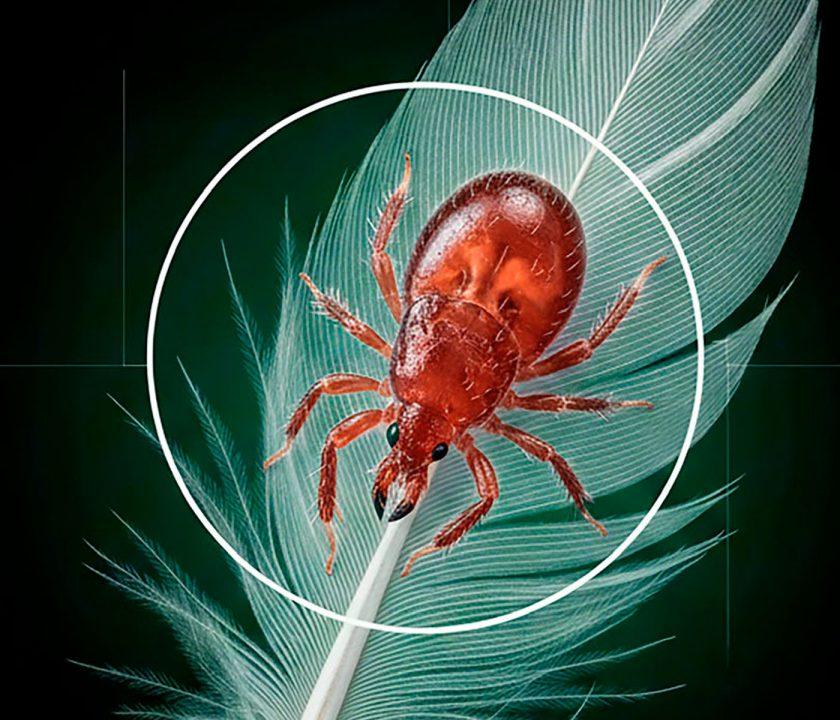 Red Mite