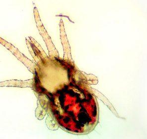 Red Mite 