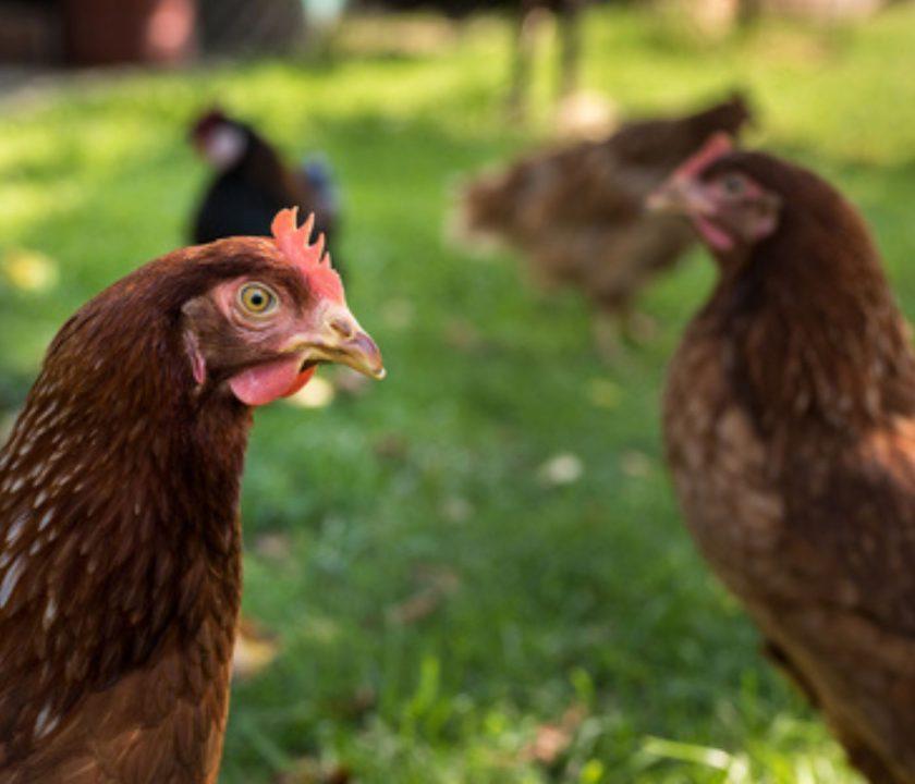 Colombia confirma nuevo brote de Influenza Aviar H5N1 en aves de traspatio