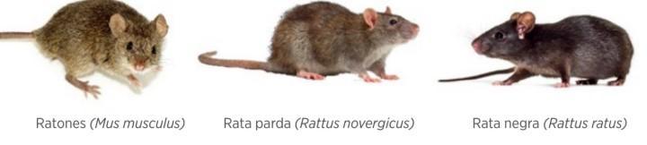 bioseguridad roedores