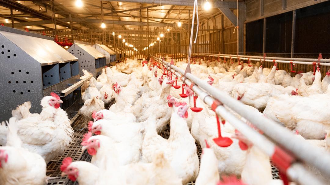 Janu Putra perkuat bisnis ayam petelur dan pembibitan