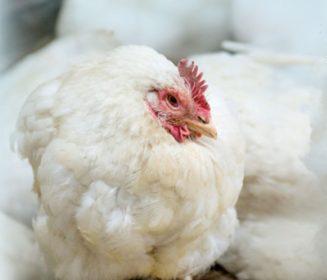 Coriza infecciosa en granjas avícolas: impacto, control y tipificación del agente
