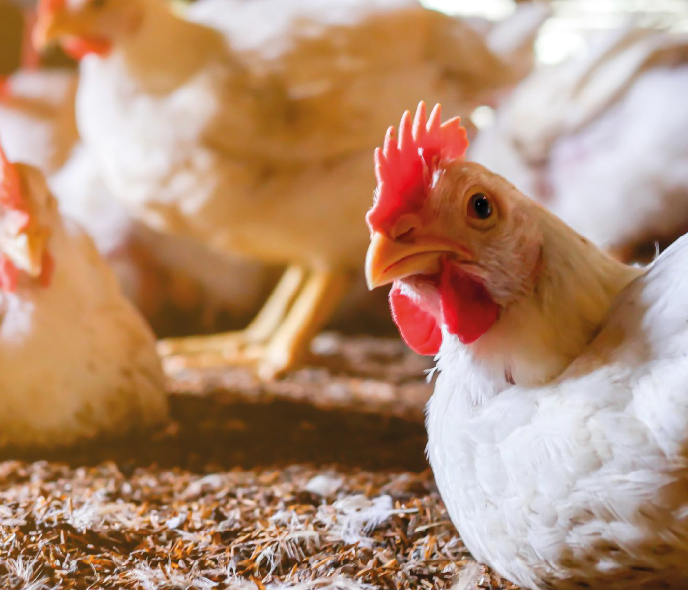 Enterite necrótica em aves: um problema de bilhões de dólares