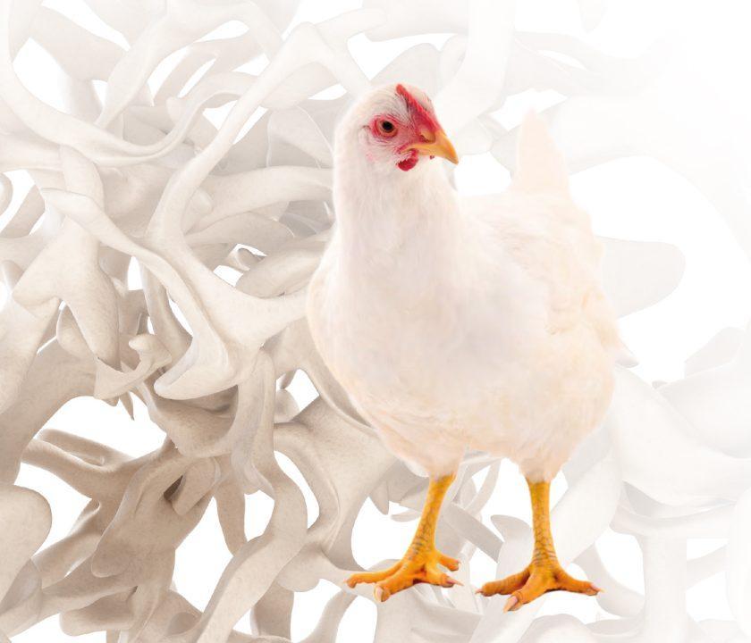 Glicosaminoglicanos (GAGs) como nutracéuticos para pollos de engorde
