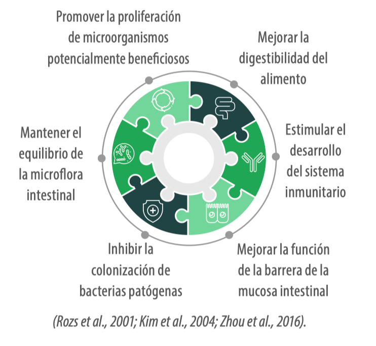 Campylobacter spp. frente a probióticos para su control
