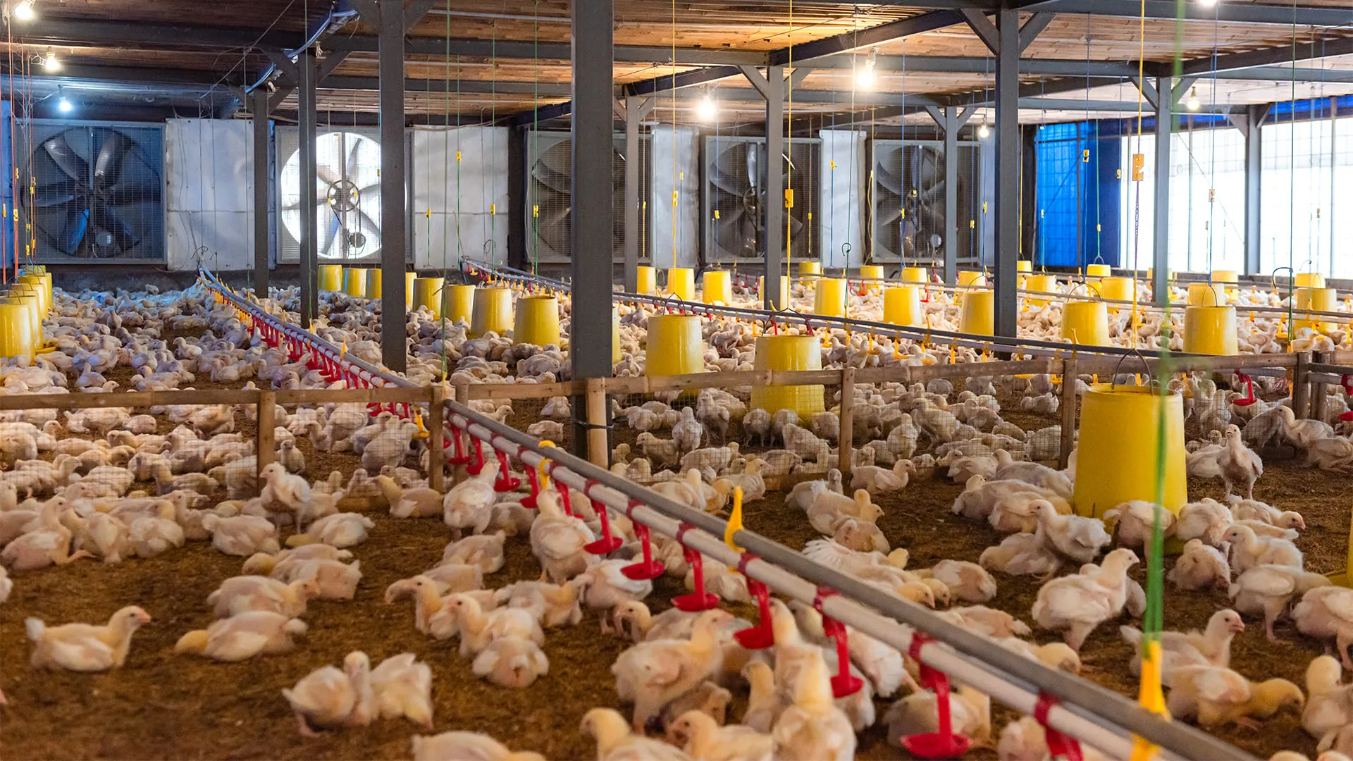 Janu Putra akan impor GPS broiler lagi di 2026 demi tingkatkan pasokan indukan