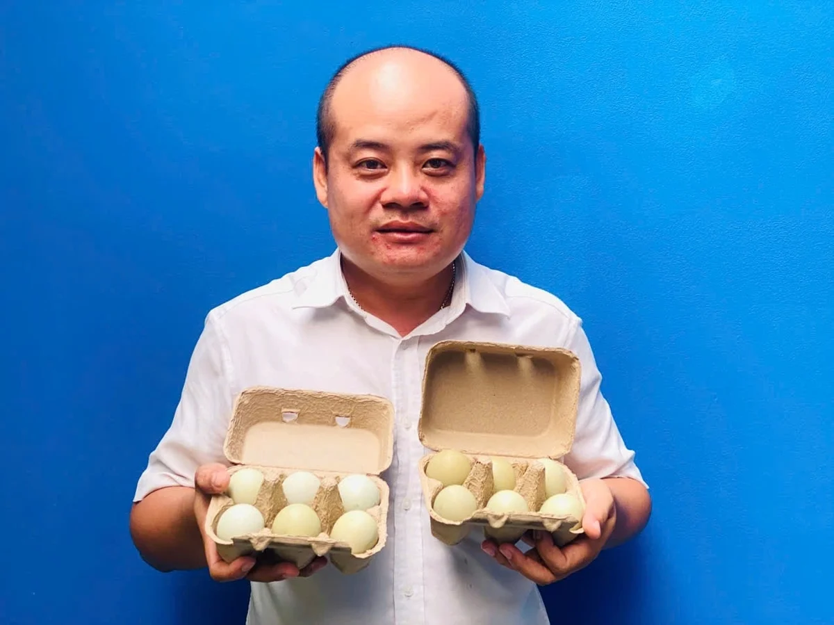 Cần Thơ: Mô hình nuôi gà Araucana thảo dược cho trứng chất lượng cao