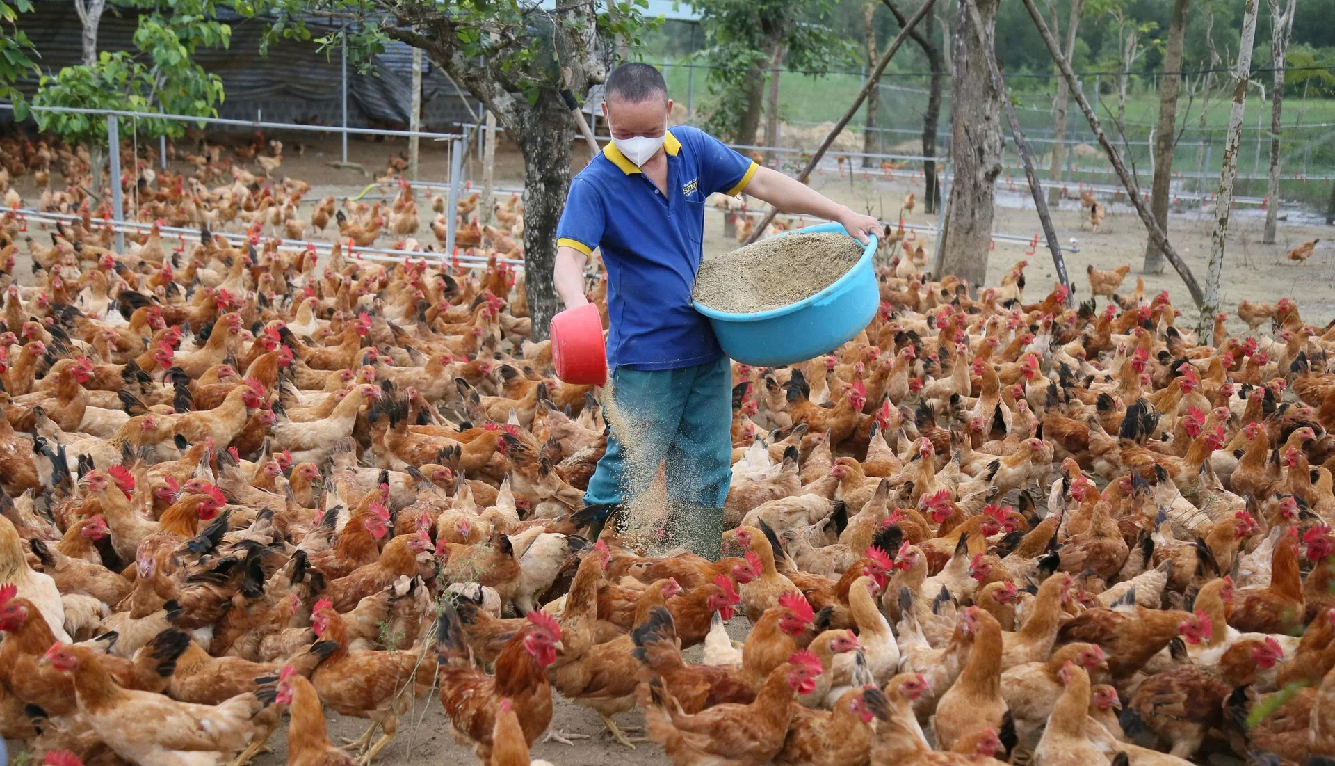Mô hình nuôi gà thảo dược cho thu nhập cao tại Quảng Trị
