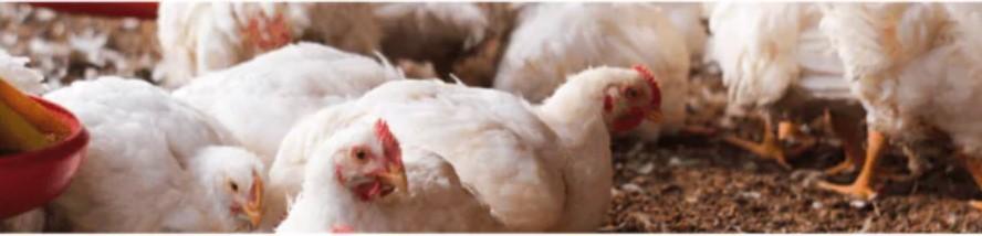 nutrición pollos de engorde
