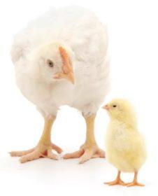 pollos de engorde