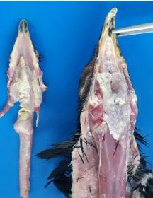 parasitosis en aves