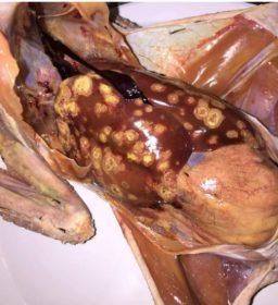 parasitosis en aves