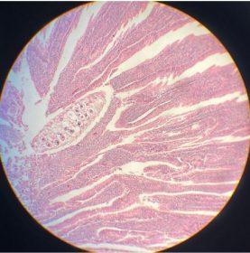 parasitosis en aves
