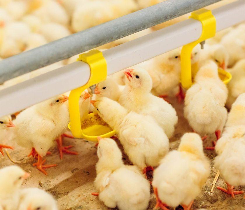 Bolivia: El sector avícola de Santa Cruz consolida su liderazgo económico en 2025