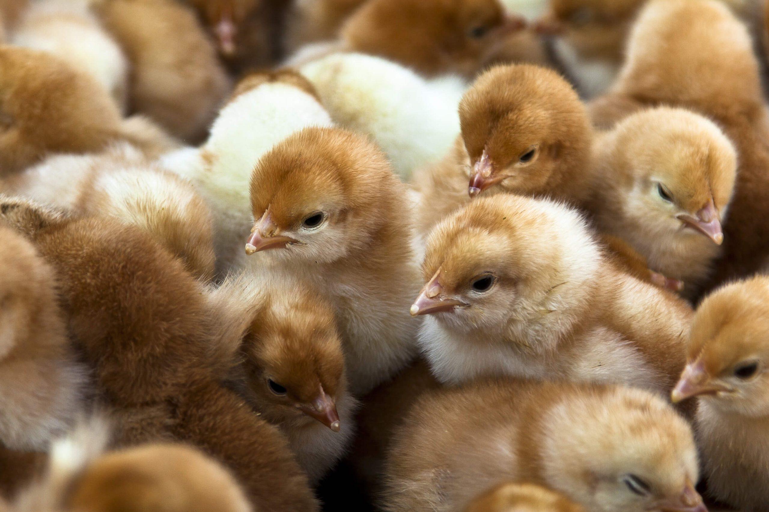 Principales desafíos para la salud intestinal en pollitas y gallinas ponedoras