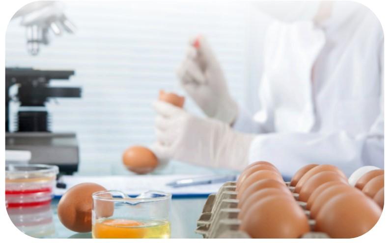 nutrición gallinas ponedoras