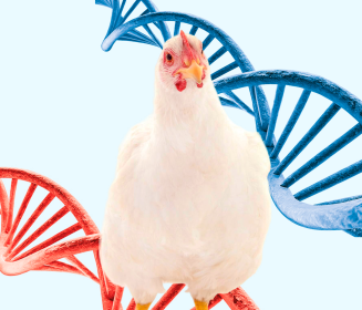 Selección para Robustez: Avances en la Salud, el Bienestar y la Productividad del Pollo de Engorde