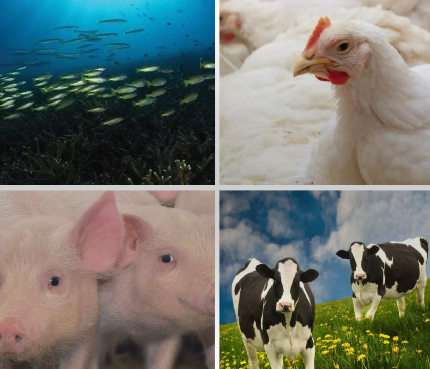PROTEÍNA ANIMAL
