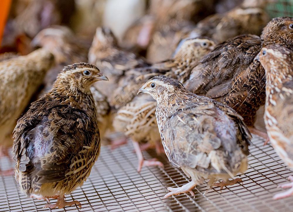 Researchers study raising systems and diet types in Japanese quail production