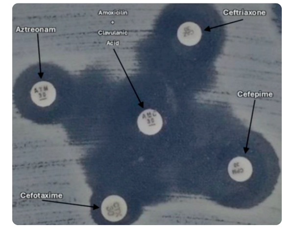 Alphitobius diaperinus: um dos principais disseminadores de Escherichia coli Multirresistente na produção de frangos de corte