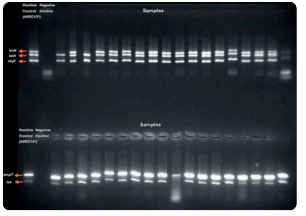 Alphitobius diaperinus: um dos principais disseminadores de Escherichia coli Multirresistente na produção de frangos de corte