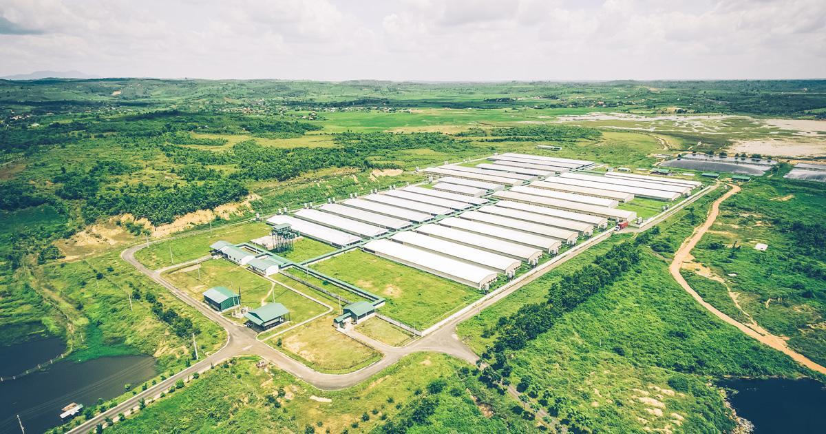 Doanh nghiệp chăn nuôi Việt Nam thu hút nhân sự và bứt phá lợi nhuận
