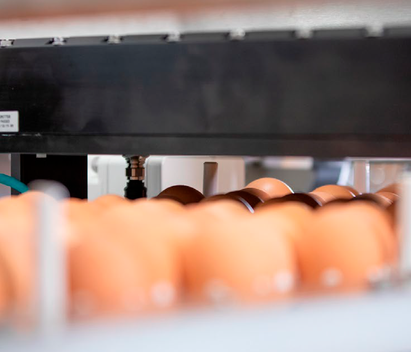 Eliminación precisa de huevos no viables: Un paso que las...