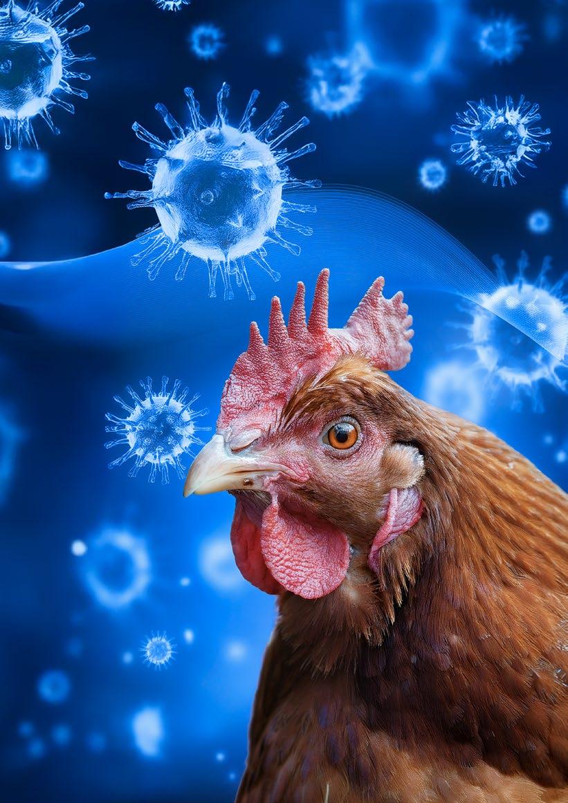 الدواجن