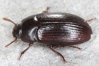 Alphitobious diaperinus