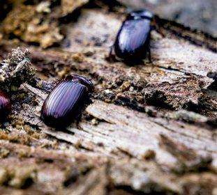 Alphitobious diaperinus