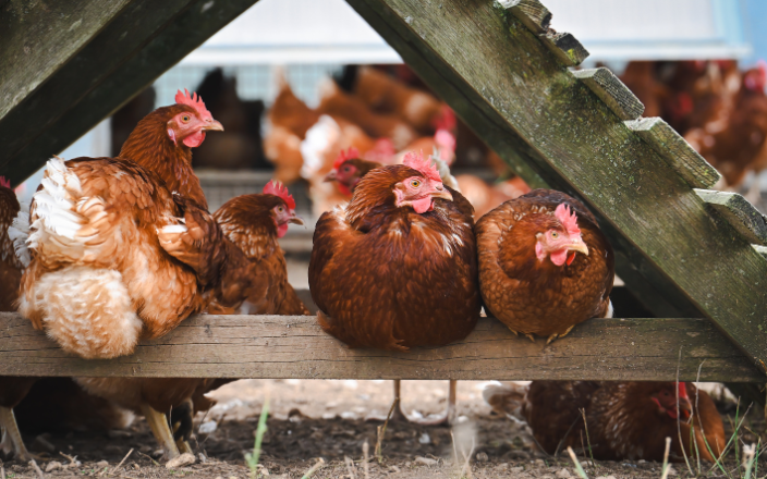 Black soldier fly larvae and chicken manure conversion
