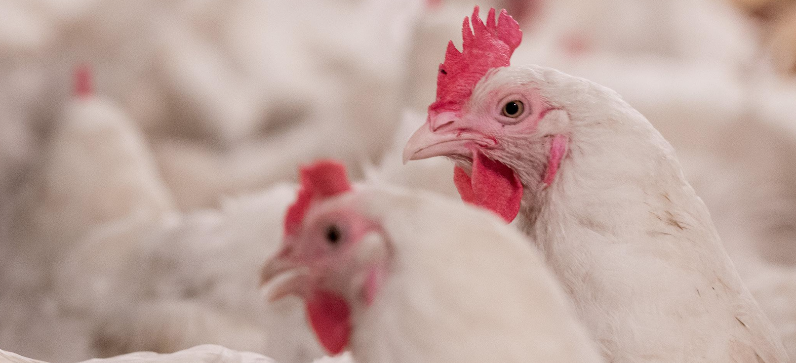 coccidiosis
