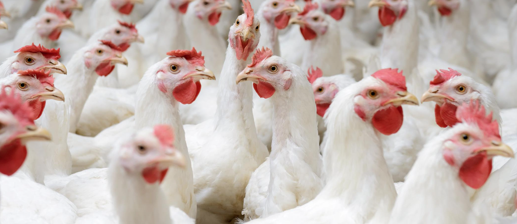 coccidiosis