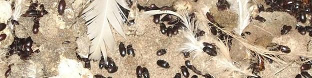 Alphitobious diaperinus