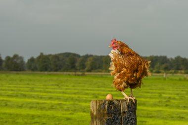 Gallina alfa