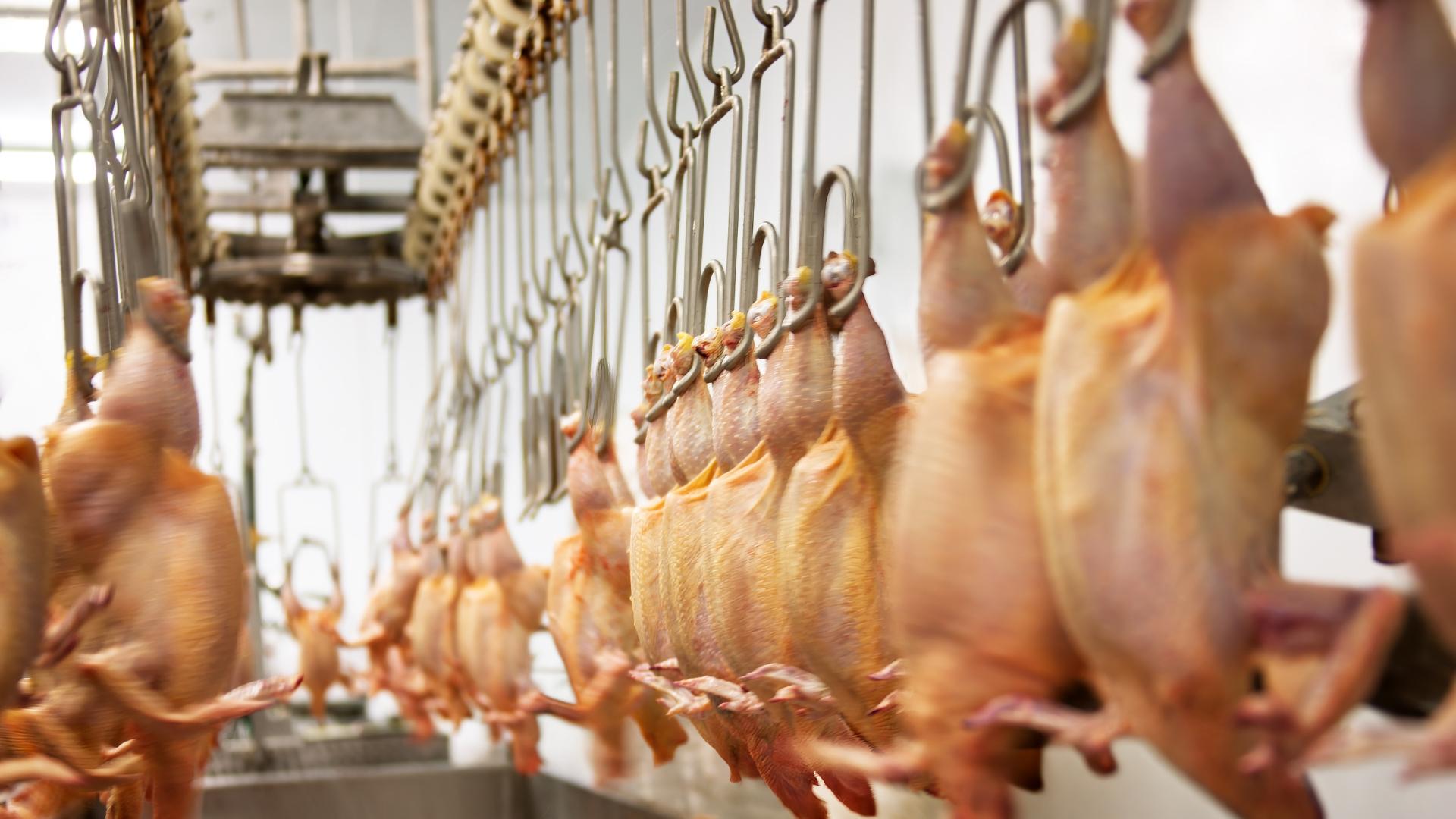Khanh Hoa accelerates push for centralized slaughterhouses