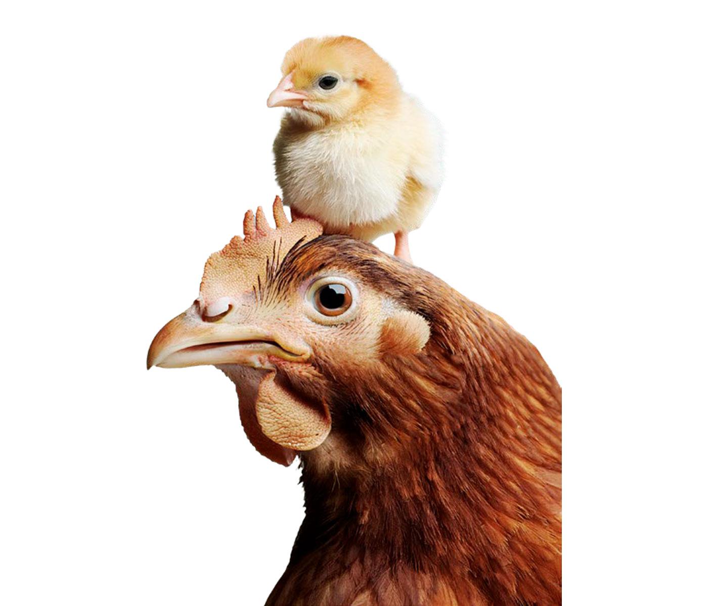 Nutritional Recommendations in the Feeding Program for Growing Laying Hens