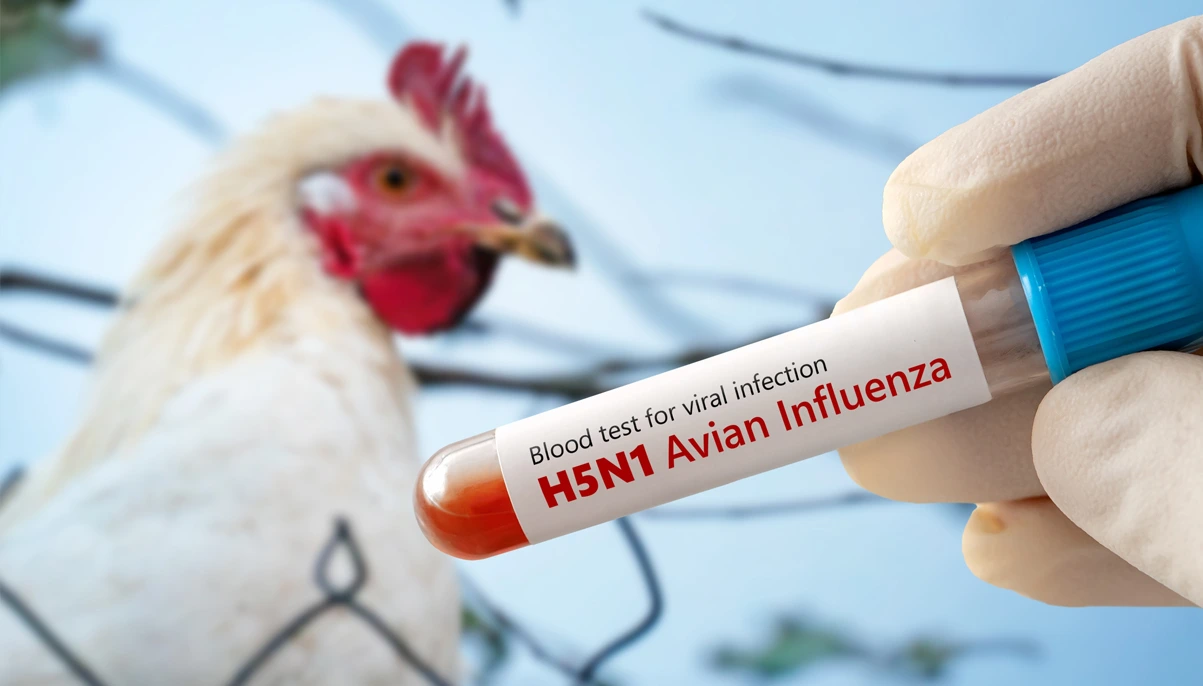 Ancaman flu burung dari penyelundupan ayam Filipina ilegal di Bitung