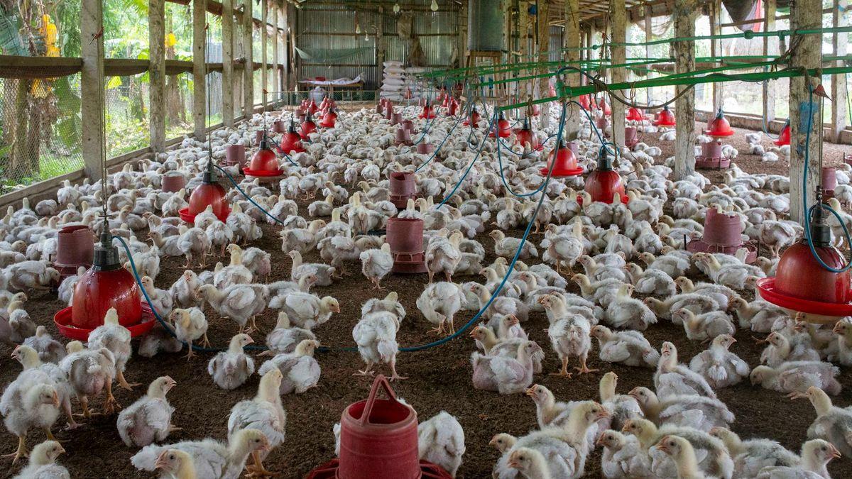 Dari kandang ke meja sekolah: Peran strategis broiler NTB untuk MBG