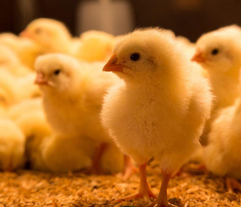 pollos amarillos