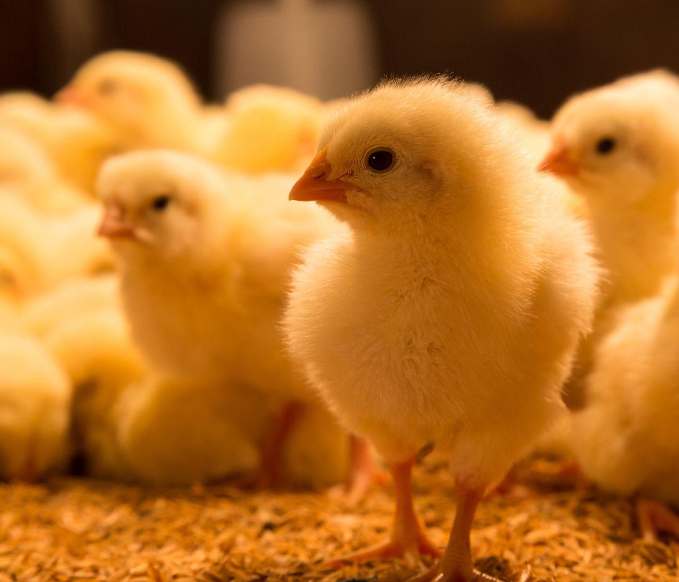 Producción y manejo de pollos en la industria avícola de México