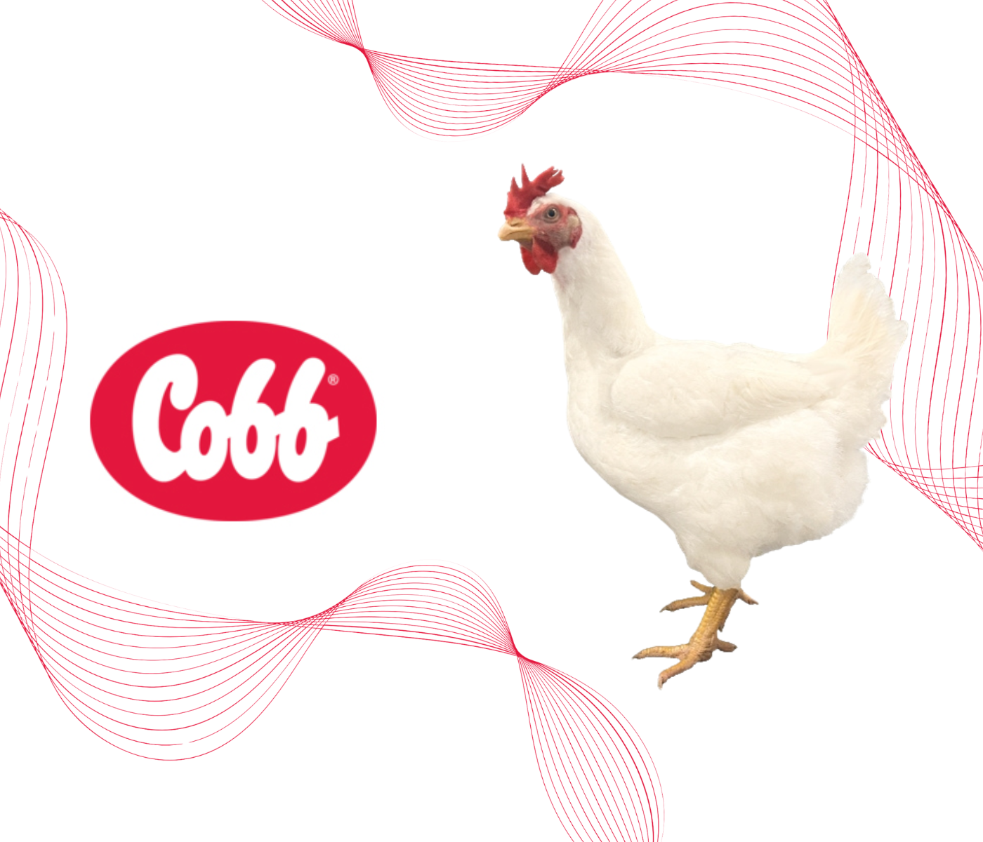 Apresentando o Cobb800™ — Uma nova era de alto desempenho...