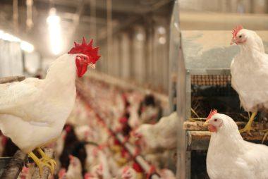 gallos en granjas avicolas