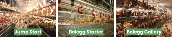 A nova produtividade da avicultura: por que o cage-free deixou de ser tendência