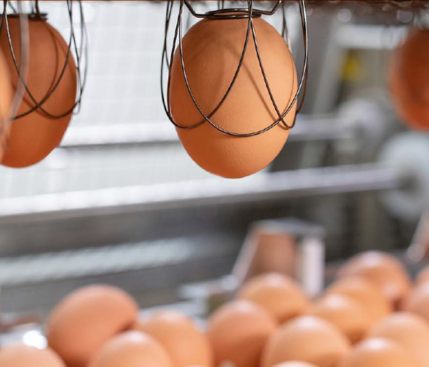 Accurate Nonviable Egg Removal — One Step Hatcheries Cannot Afford...