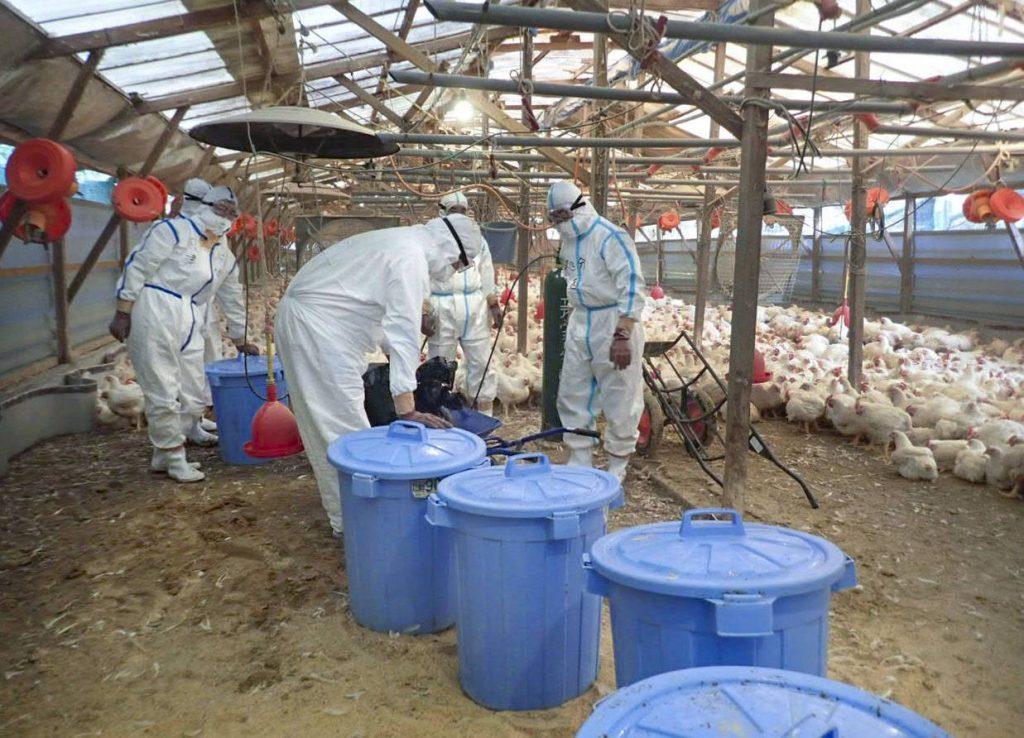 Japan orders largest poultry cull amid HPAI outbreak