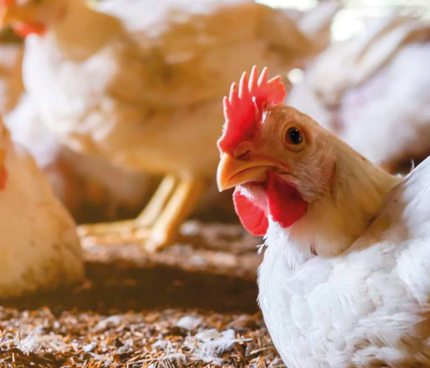 Enteritis necrótica en aves de corral: un problema de miles de millones de dólares