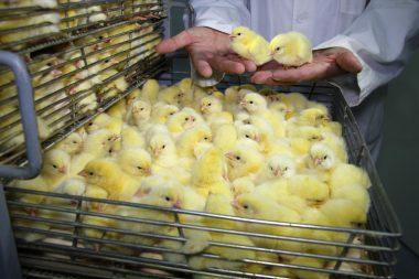 pollos en producción en granja avícola
