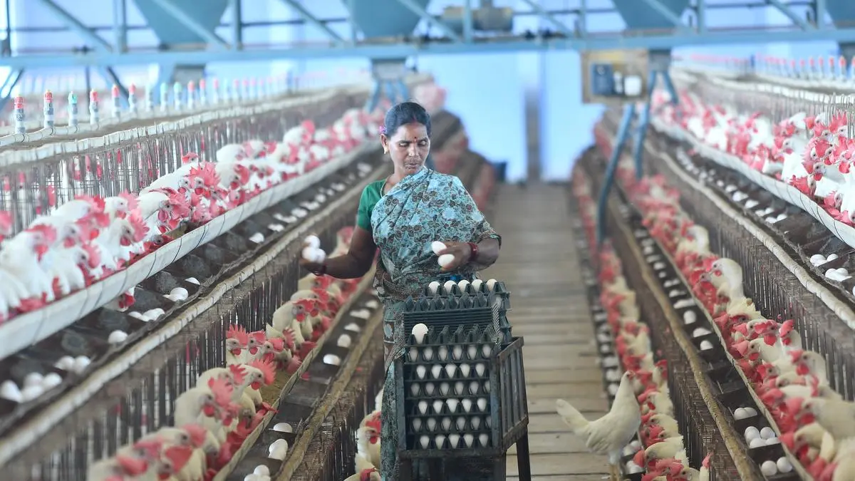 Urging Indian government’s sustained financial and policy support for boosting feed supplies & infrastructure development for the poultry sector in the Union Budget (2026-27)